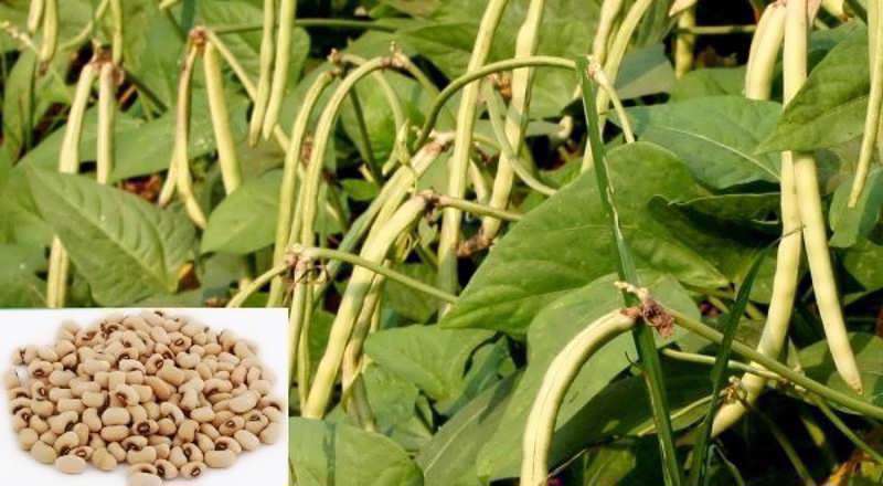 لوبیا چشم بلبلی