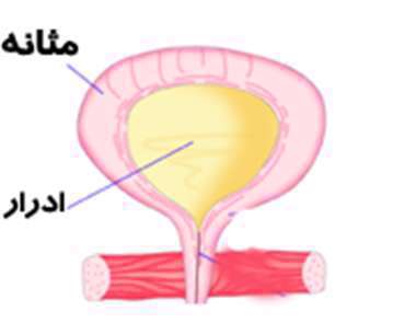 مثانه، بی اختیاری ادرار،