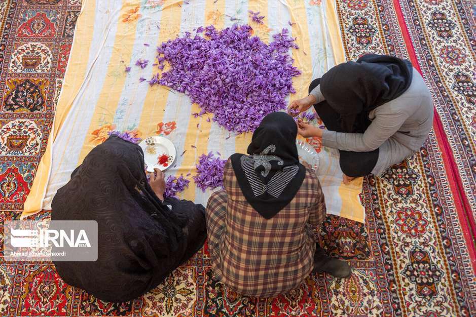 کشت زعفران در استان چهارمحال و بختیاری