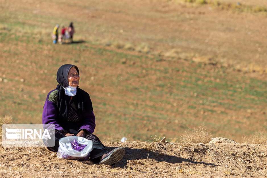 کشت زعفران در استان چهارمحال و بختیاری