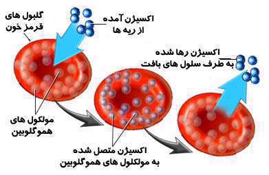 گلبول های قرمز، مولکول های هموگلوبین،