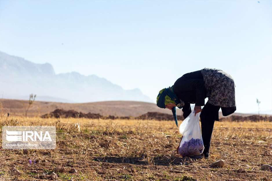 کشت زعفران در استان چهارمحال و بختیاری