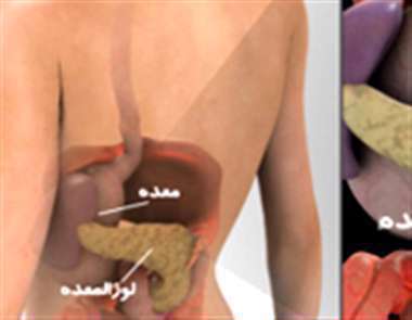 معده، لوزالمعده،