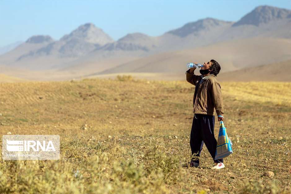 کشت زعفران در استان چهارمحال و بختیاری
