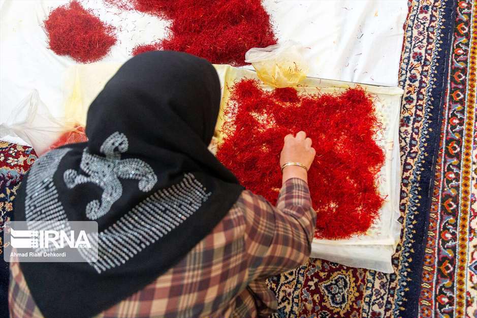 کشت زعفران در استان چهارمحال و بختیاری