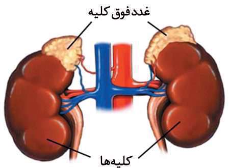کلیه ها، غدد فوق کلیوی،