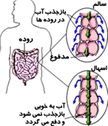 بازجذب آب در روده ها