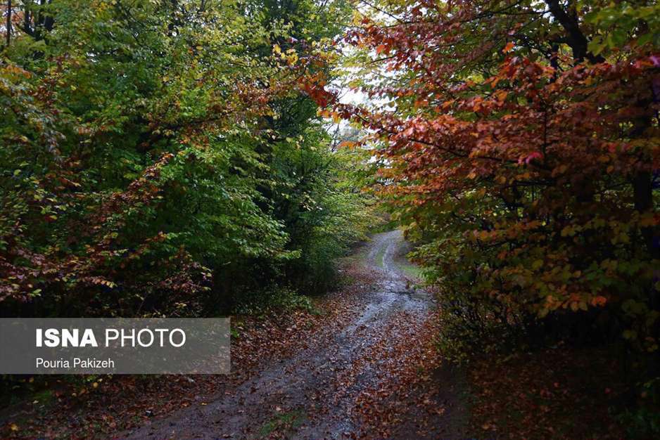 تصاویر شگفت انگیز پائیز در جنگل‌های هیرکانی گیلان