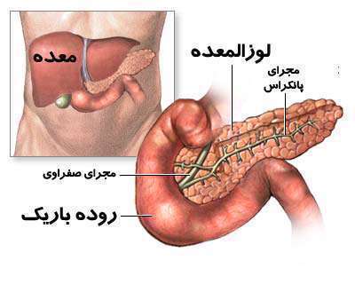 مجرای پانکراس ، لوزالمعده،