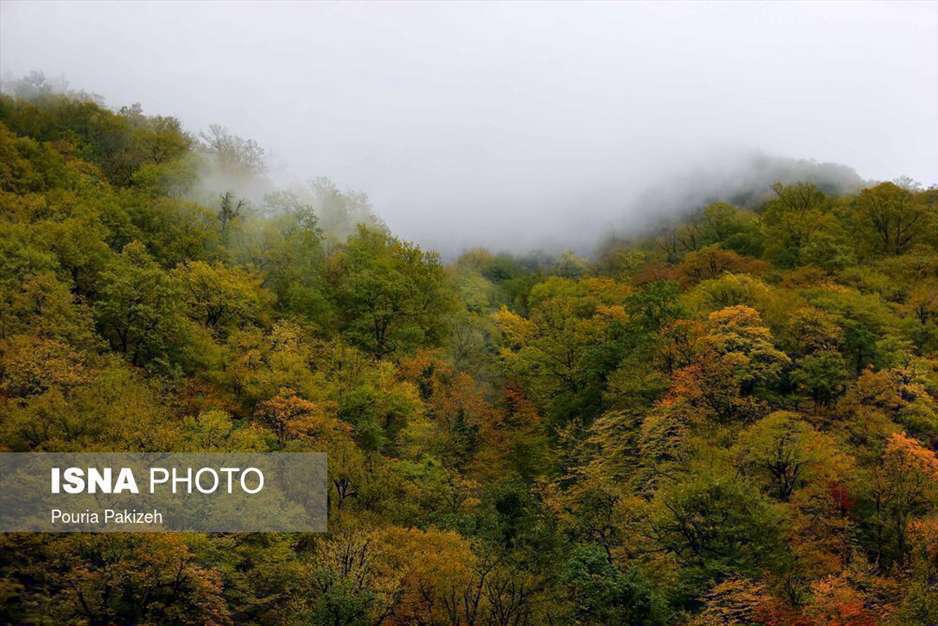تصاویر شگفت انگیز پائیز در جنگل‌های هیرکانی گیلان