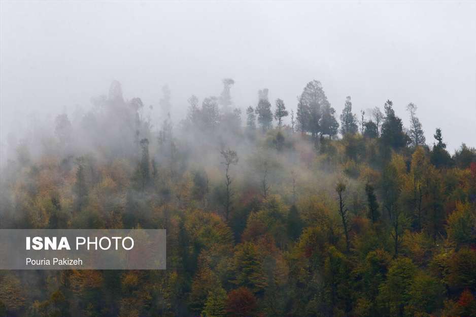 تصاویر شگفت انگیز پائیز در جنگل‌های هیرکانی گیلان