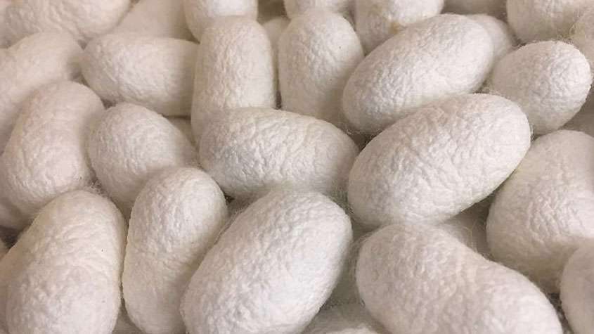 مراحل زندگی کرم ابریشم و موارد استفاده از آن (علوم دوم دبستان) پیله کرم ابریشم