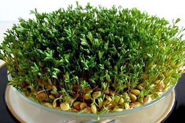 کاشت سبزه عید با عدس