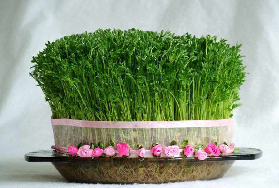 کاشت سبزه عید با عدس