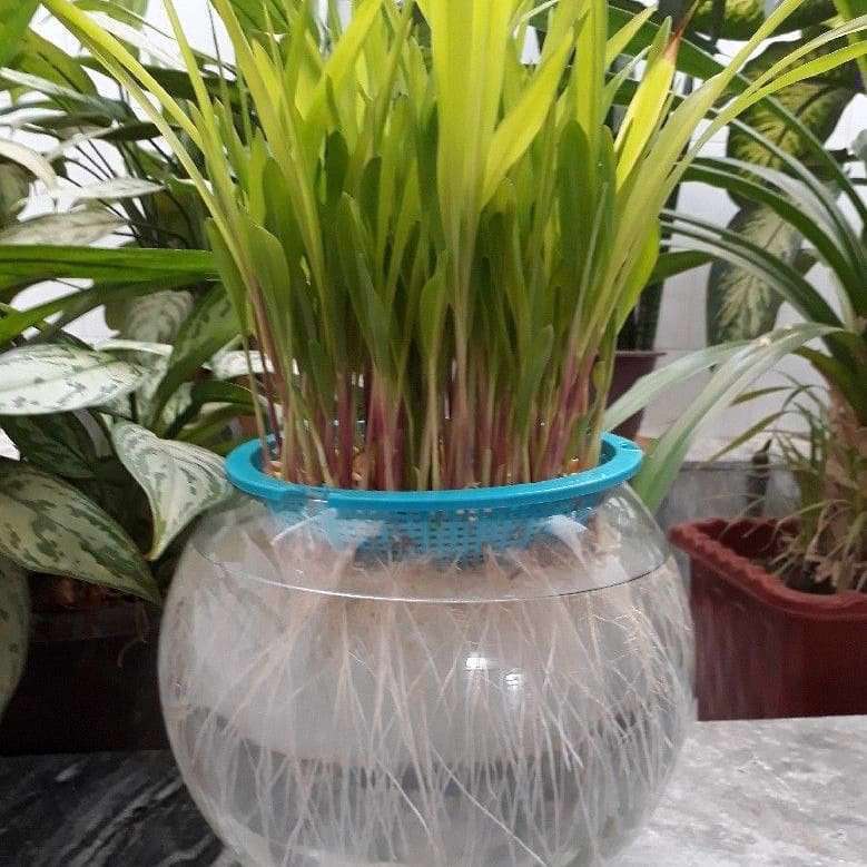 سبزه ذرت