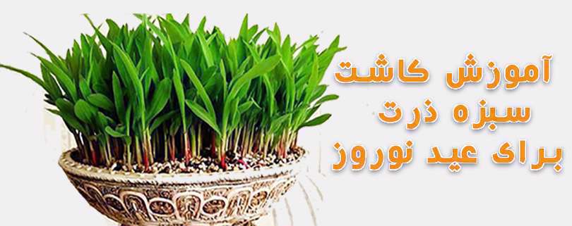 آموزش کاشت سبزه با ذرت برای سفره هفتسین آموزش کاشت سبزه با ذرت برای سفره هفتسین