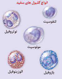 گلبول های سفید