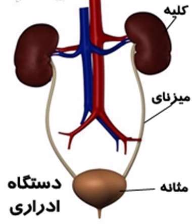 عفونت ادراری - عفونت کلیه - عفونت مثانه
