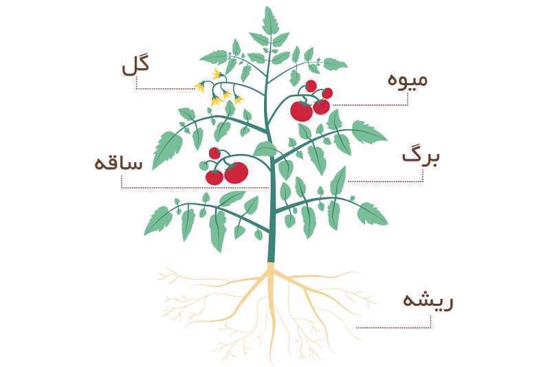 علوم پایه پنجم
