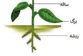 گیاهان