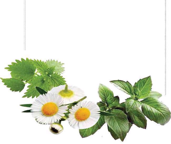 گیاهان دارویی - روماتیسم