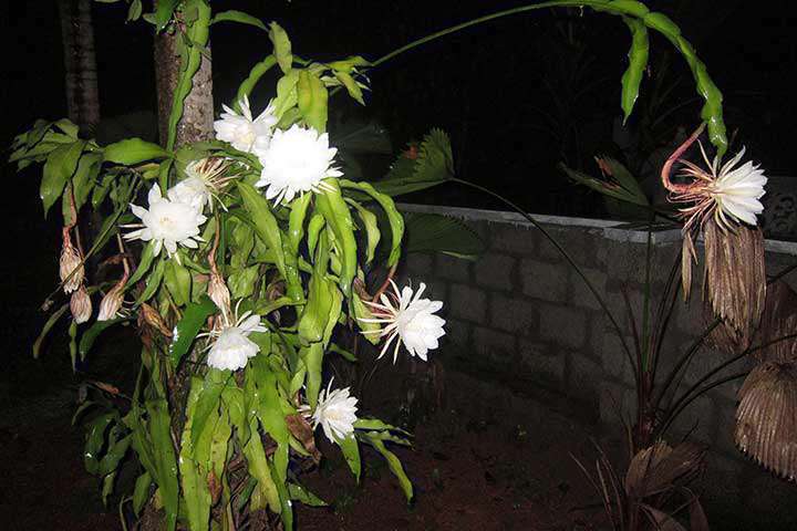 کاکتوس