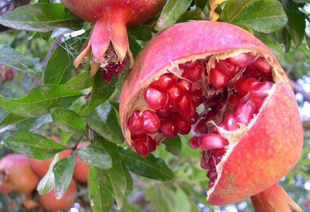 انار در روایات ، خواص انار ، دانه های بهشتی،