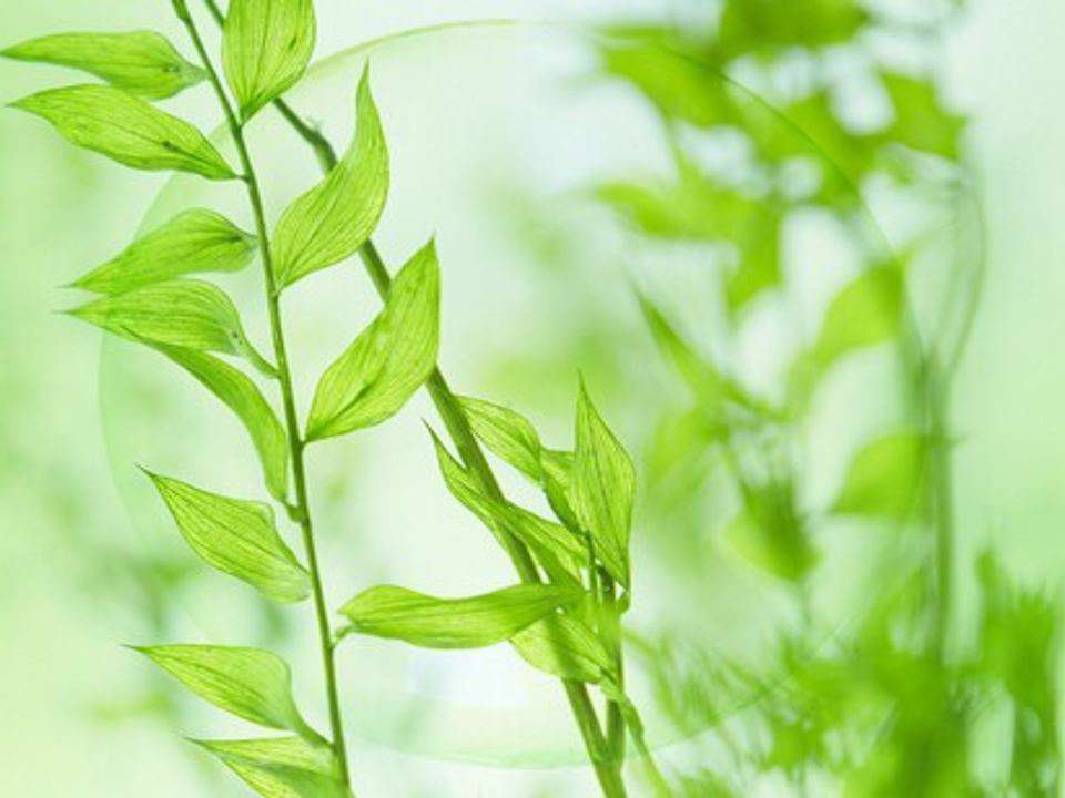 گیاه