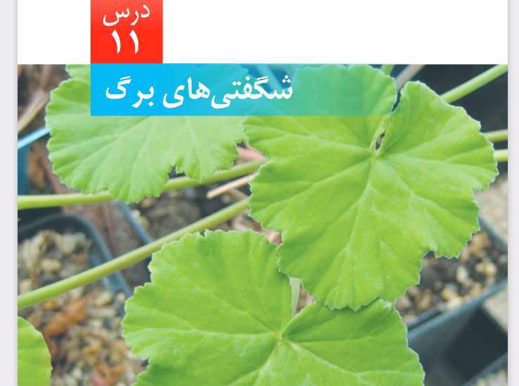 شگفتی های برگ