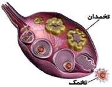 تخمک گذاری، باروری نازایی ناباروری بچه دار شدن، تخمک گذاری، باروری نازایی ناباروری بچه دار شدن،