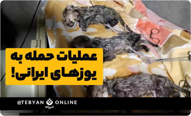 توله های یوز ایرانی توله های یوز ایرانی