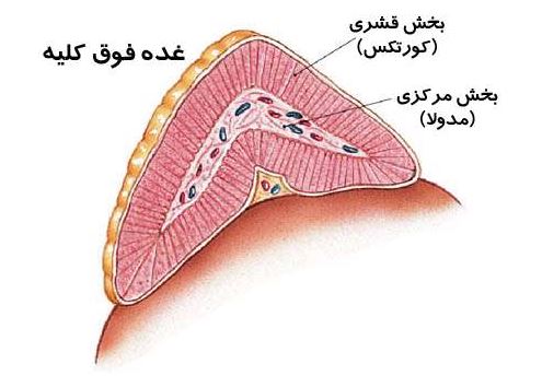 غده فوق کلیه غده فوق کلیه