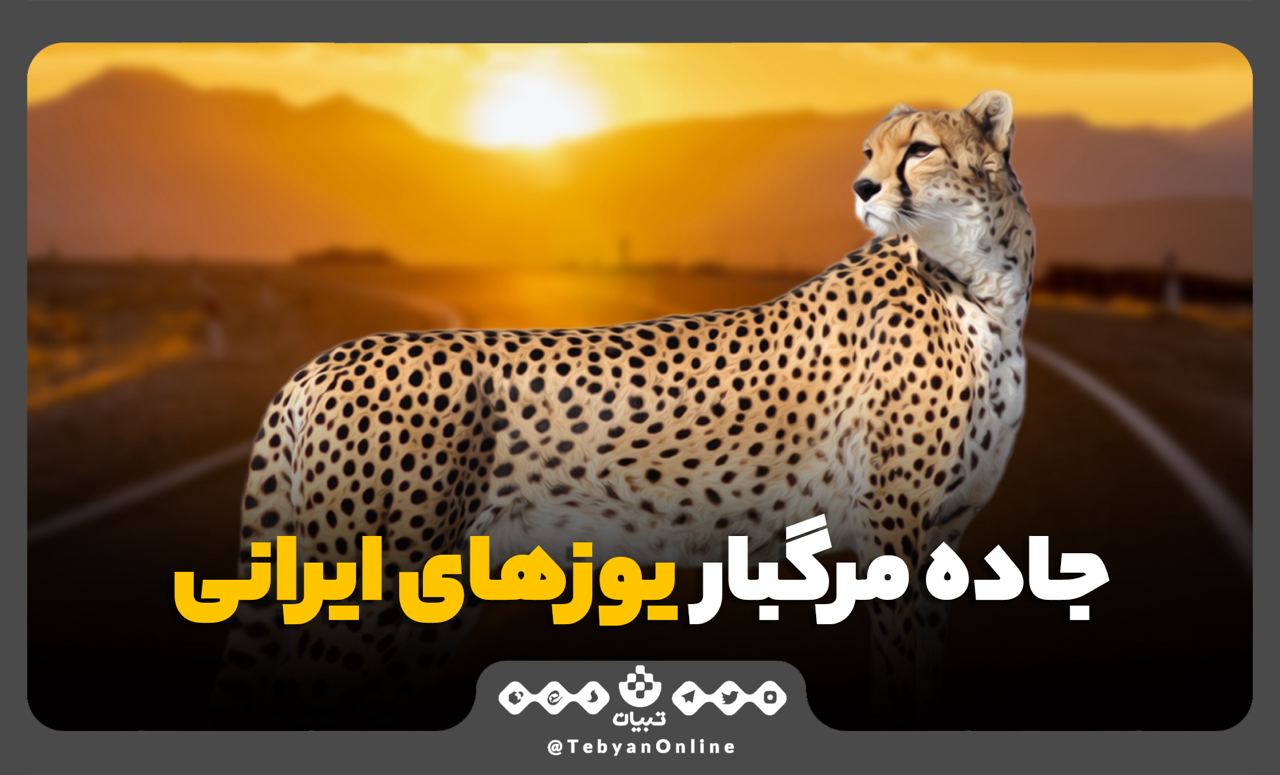 یوز ایرانی یوز ایرانی