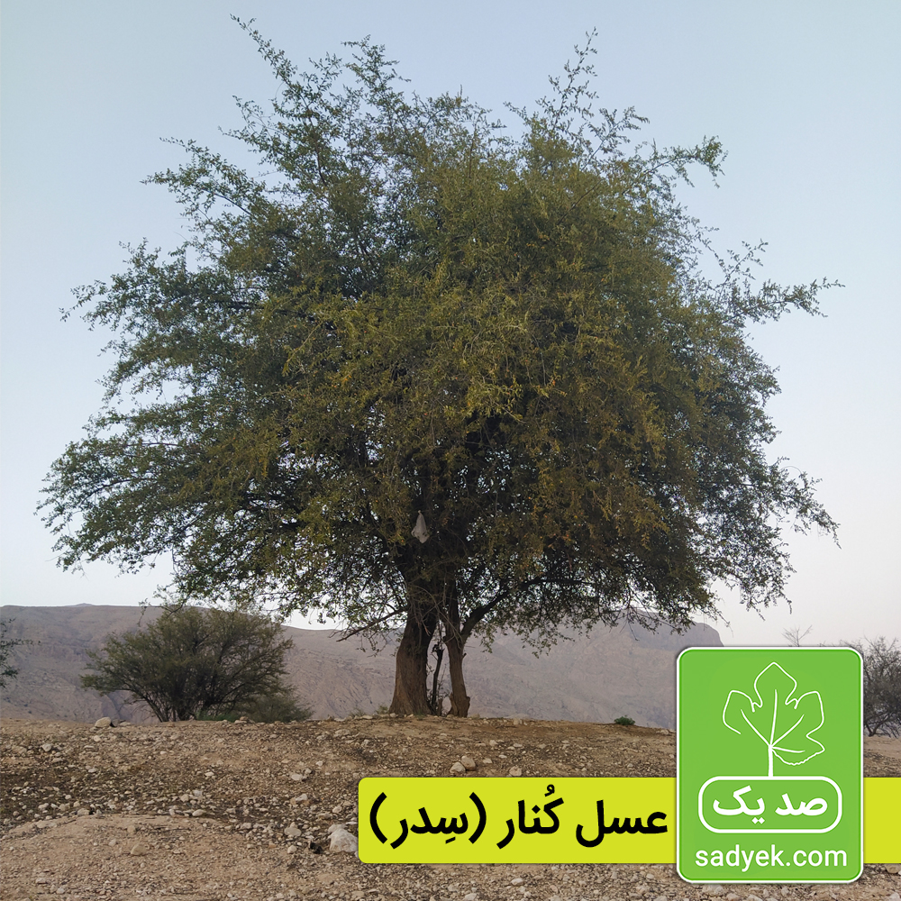 بهترین و خالص ترین عسل ایران بهترین و خالص ترین عسل ایران