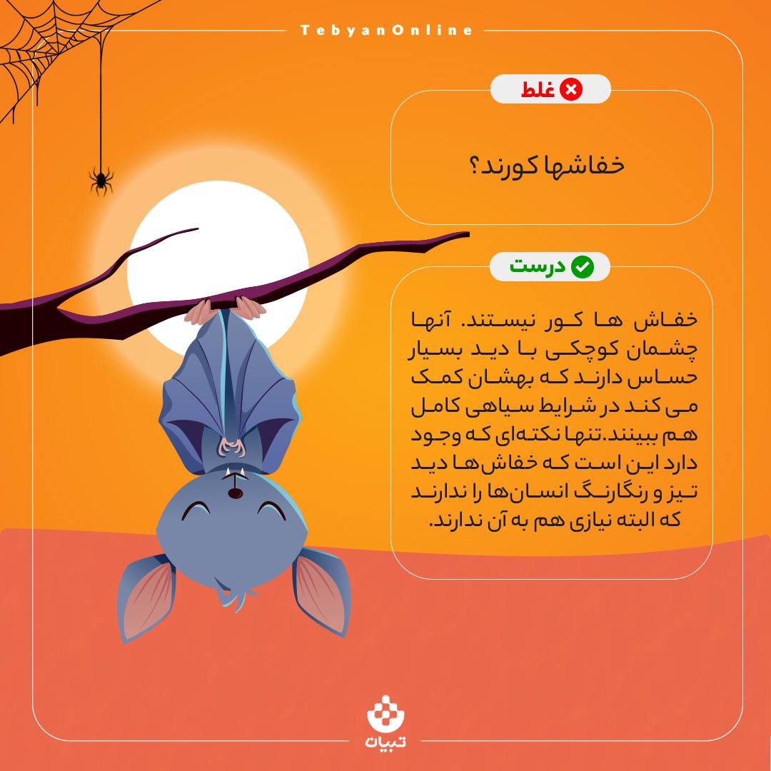 خفاش، قدرت دیداری خفاش، خفاش، قدرت دیداری خفاش،