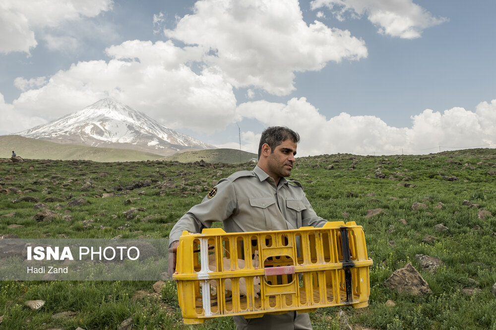 آزادسازی پرندگان در پارک ملی لار آزادسازی پرندگان در پارک ملی لار