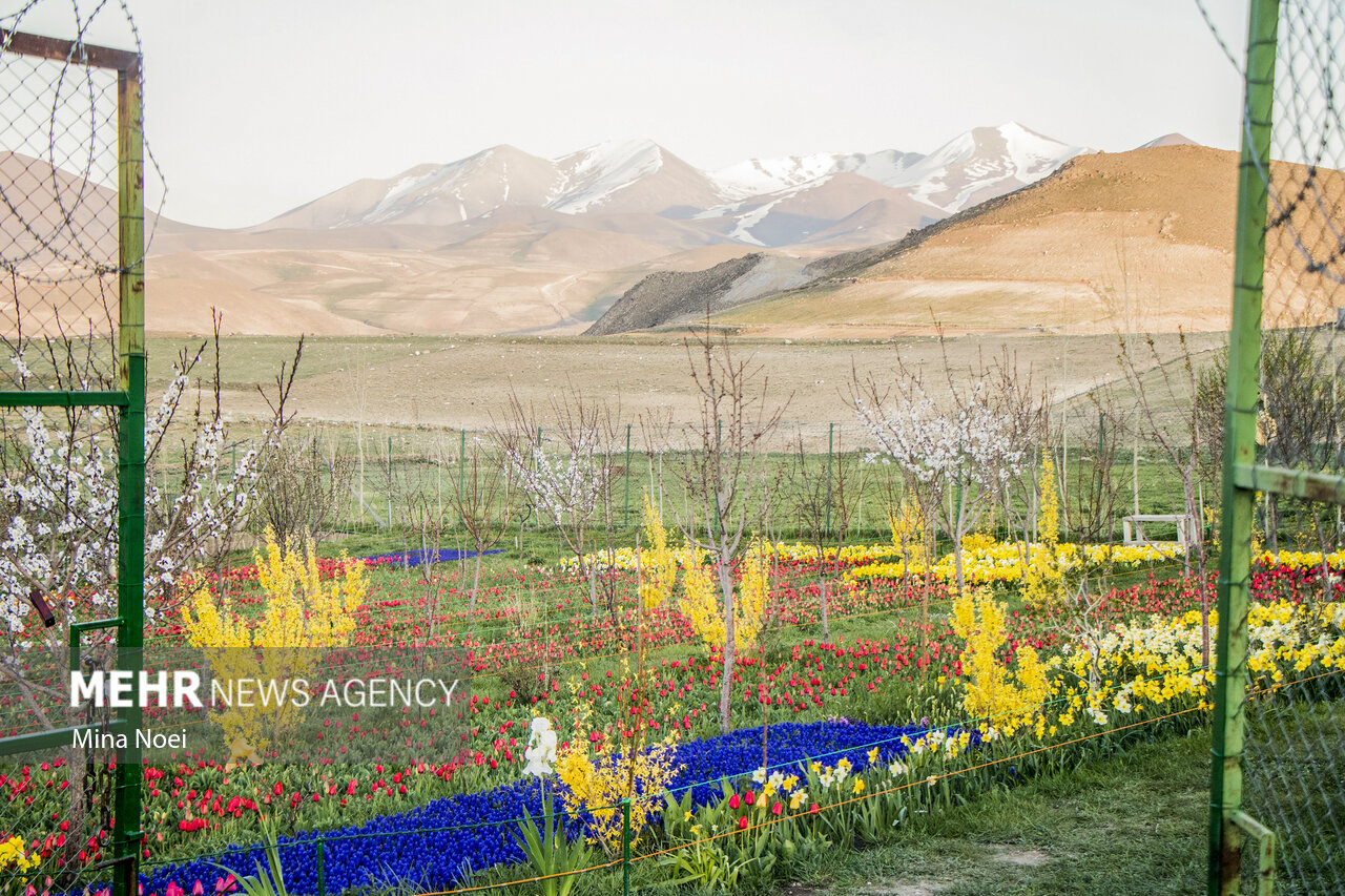 مزرعه لاله ، روستای اسپره خون ، تبریز ، باغ لاله ، گل لاله ، مزرعه لاله ، روستای اسپره خون ، تبریز ، باغ لاله ، گل لاله ،