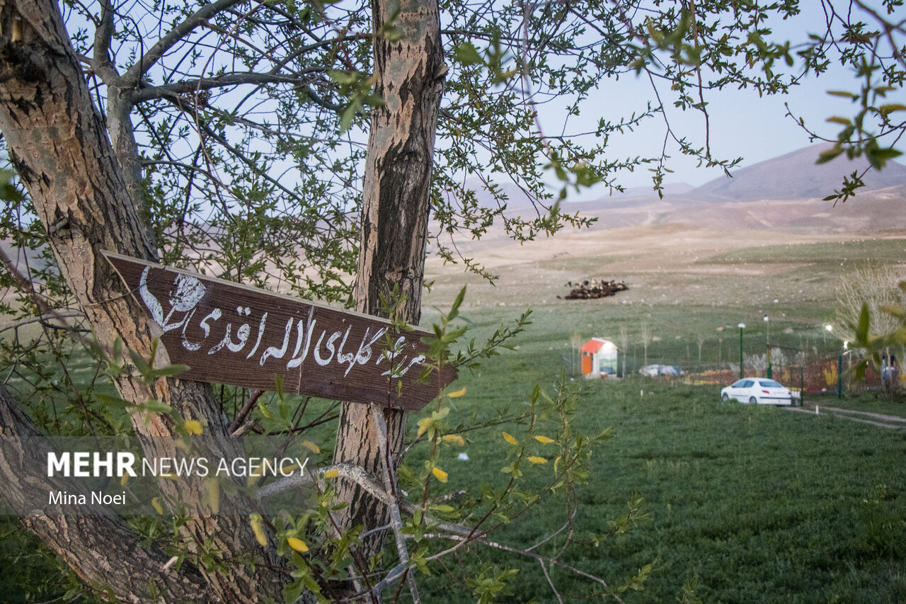 مزرعه لاله ، روستای اسپره خون ، تبریز ، باغ لاله ، گل لاله ، مزرعه لاله ، روستای اسپره خون ، تبریز ، باغ لاله ، گل لاله ،