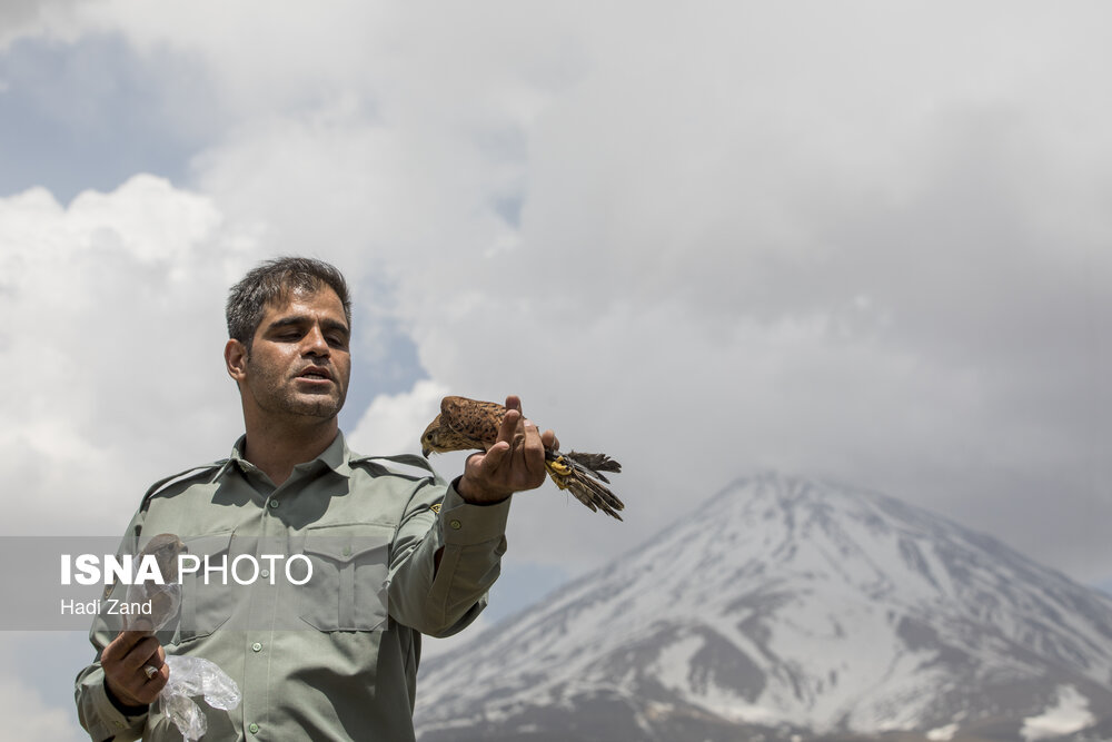 آزادسازی پرندگان در پارک ملی لار آزادسازی پرندگان در پارک ملی لار