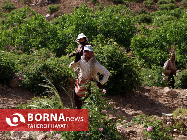 شهرستان داراب ، روستای لایرنگان ، دشت دیمی گل محمدی جهان ، جشنواره گل و گلاب،