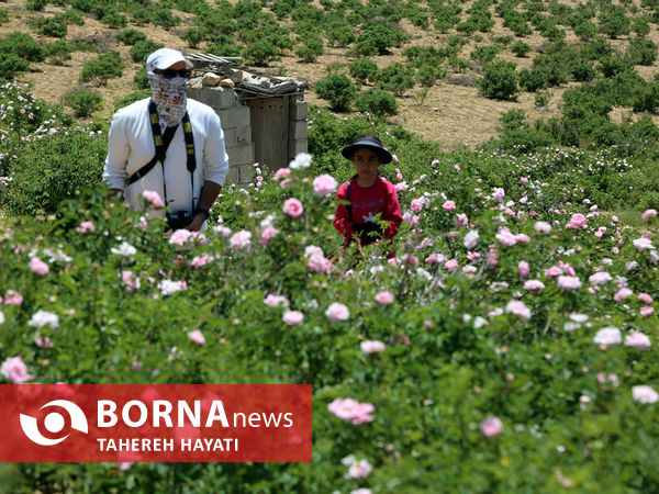 شهرستان داراب ، روستای لایرنگان ، دشت دیمی گل محمدی جهان ، جشنواره گل و گلاب،