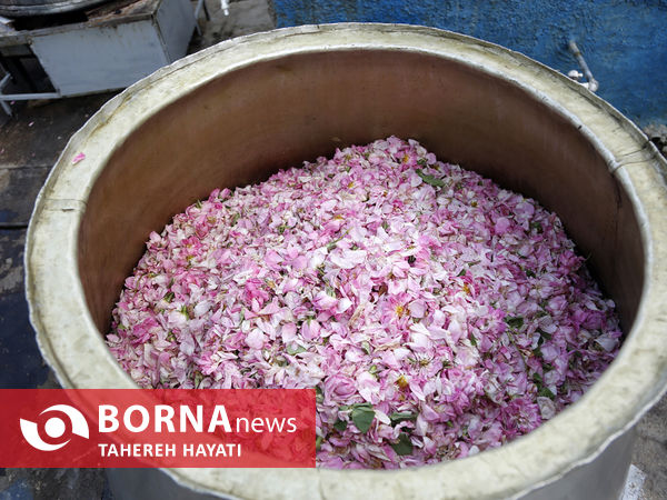 شهرستان داراب ، روستای لایرنگان ، دشت دیمی گل محمدی جهان ، جشنواره گل و گلاب،