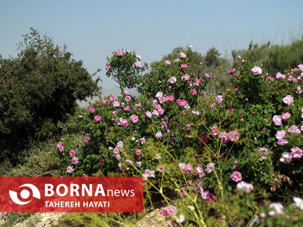 شهرستان داراب ، روستای لایرنگان ، دشت دیمی گل محمدی جهان ، جشنواره گل و گلاب،