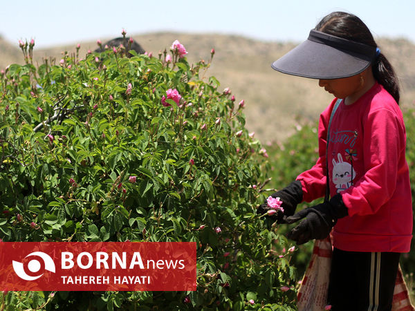 شهرستان داراب ، روستای لایرنگان ، دشت دیمی گل محمدی جهان ، جشنواره گل و گلاب،