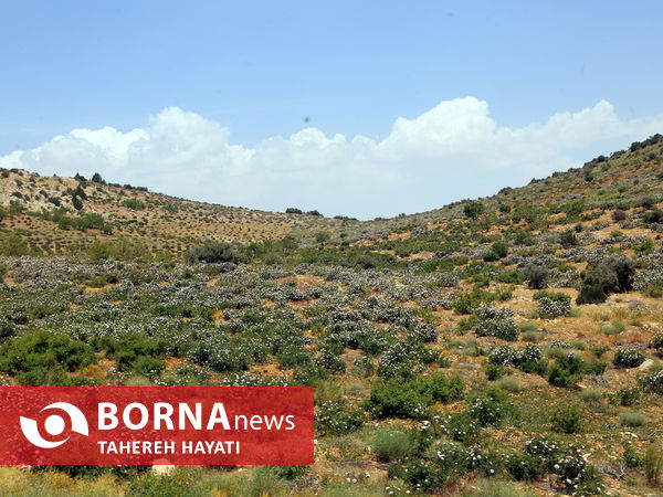 شهرستان داراب ، روستای لایرنگان ، دشت دیمی گل محمدی جهان ، جشنواره گل و گلاب،