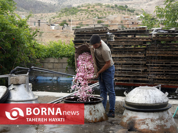 شهرستان داراب ، روستای لایرنگان ، دشت دیمی گل محمدی جهان ، جشنواره گل و گلاب،