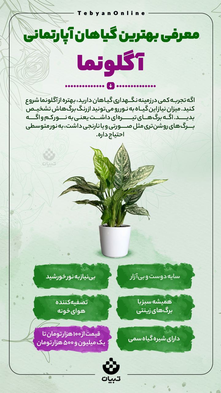 اینفوگرافیک ، گیاهان آپارتمانی ، آگلونما ،