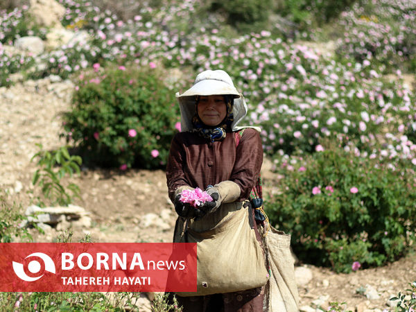 شهرستان داراب ، روستای لایرنگان ، دشت دیمی گل محمدی جهان ، جشنواره گل و گلاب،