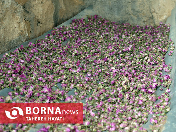 شهرستان داراب ، روستای لایرنگان ، دشت دیمی گل محمدی جهان ، جشنواره گل و گلاب،