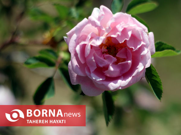 شهرستان داراب ، روستای لایرنگان ، دشت دیمی گل محمدی جهان ، جشنواره گل و گلاب،